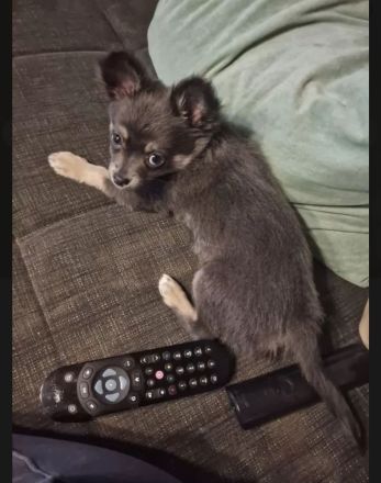 Pomchi Welpen langhaar