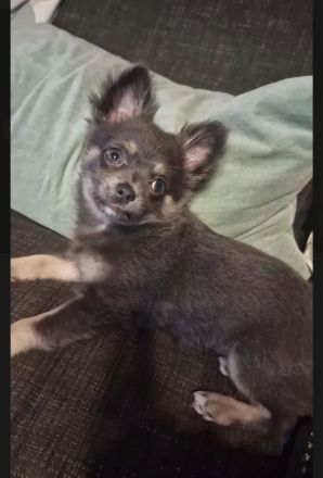 Pomchi Welpen langhaar