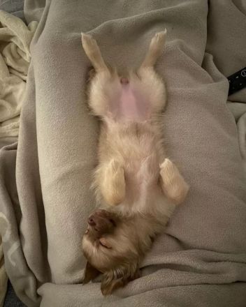 Pomchi Welpen langhaar