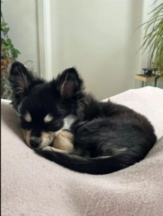 Pomchi Welpen langhaar