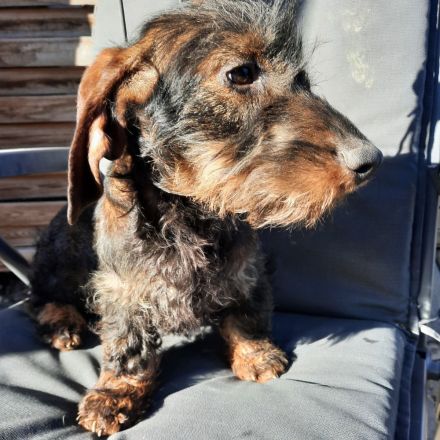 Rauhaardackel 6 monate alt Hündin