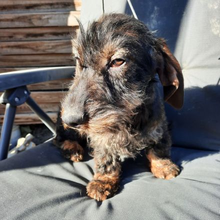 Rauhaardackel 6 monate alt Hündin