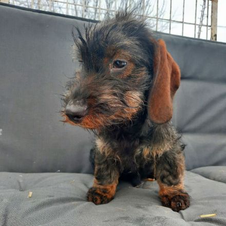 Rauhaardackel 4 monate alt Hündin