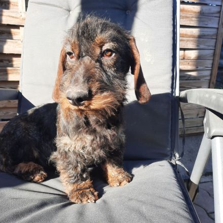 Rauhaardackel 6 monate alt Hündin