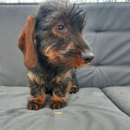 Rauhaardackel 4 monate alt Hündin