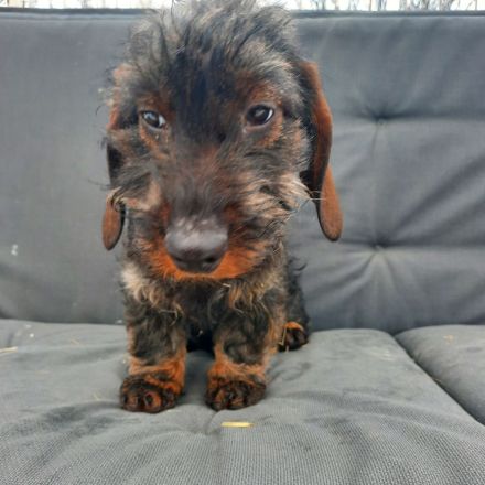 Rauhaardackel 4 monate alt Hündin