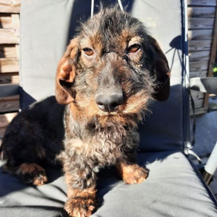 Rauhaardackel 6 monate alt Hündin