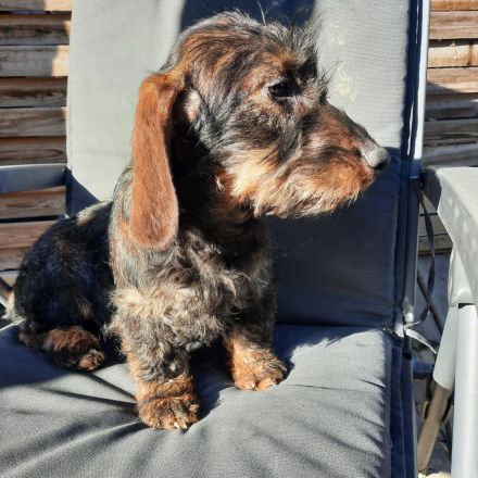 Rauhaardackel 6 monate alt Hündin