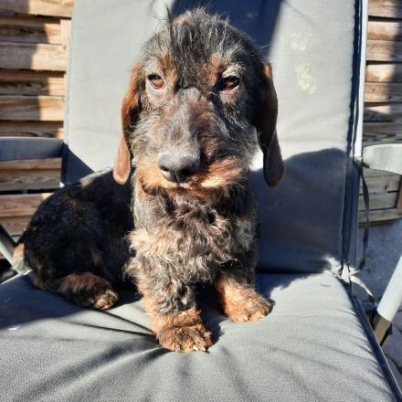 Rauhaardackel 6 monate alt Hündin