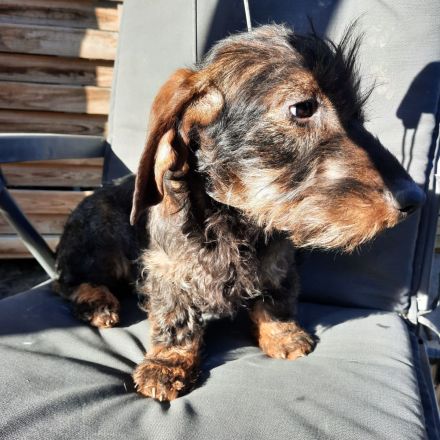 Rauhaardackel 6 monate alt Hündin