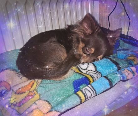 Chihuahua Langhaar Deckrüde