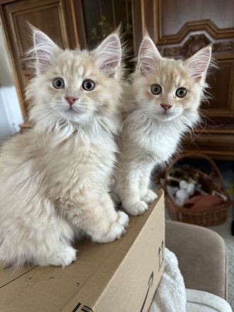 Maine Coon Mix Kitten Geschwister Paar 2 Kater