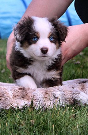 Mini American Shepherd / Mini Aussie