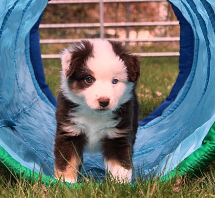 Mini American Shepherd / Mini Aussie