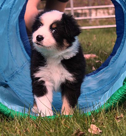 Mini American Shepherd / Mini Aussie