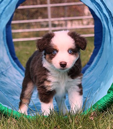Mini American Shepherd / Mini Aussie