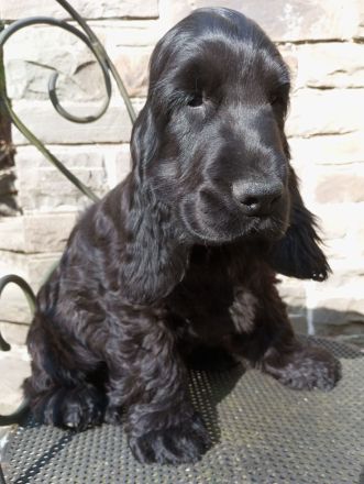 Cocker Spaniel Welpe aus VDH Liebhaberzucht "Emil vom Moorsbachtal", 4 Monate alt Traumhaft schöner