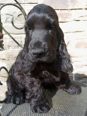 Cocker Spaniel Welpe aus VDH Liebhaberzucht "Emil vom Moorsbachtal", 4 Monate alt Traumhaft schöner