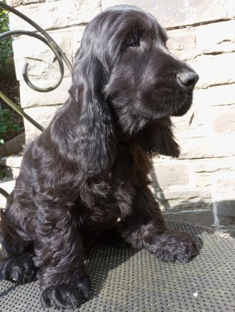 Cocker Spaniel Welpe aus VDH Liebhaberzucht "Emil vom Moorsbachtal", 4 Monate alt Traumhaft schöner