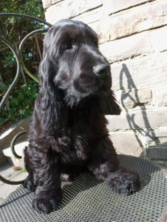 Cocker Spaniel Welpe aus VDH Liebhaberzucht "Emil vom Moorsbachtal", 4 Monate alt Traumhaft schöner