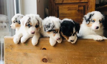 Divine Natural Aussies