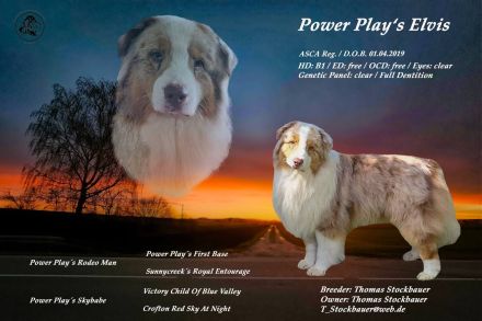 Divine Natural Aussies