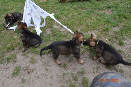 Dunkelgraue Schäferhunde aus Kör-u.Leistungszucht