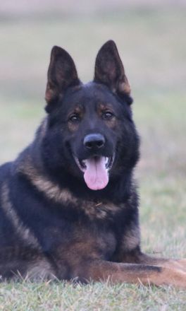 Dunkelgraue Schäferhunde aus Kör-u.Leistungszucht