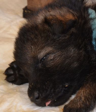 Dunkelgraue Schäferhunde aus Kör-u.Leistungszucht