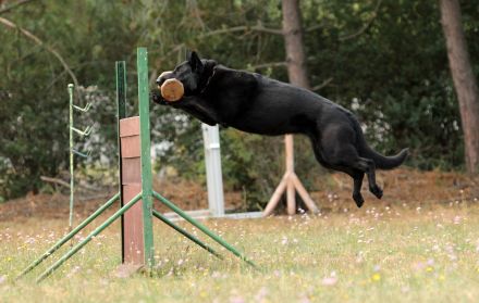 Dunkelgraue Schäferhunde aus Kör-u.Leistungszucht