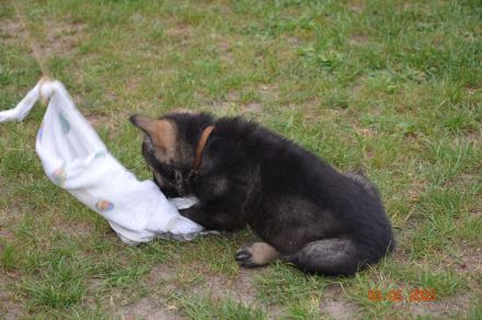 Dunkelgraue Schäferhunde aus Kör-u.Leistungszucht