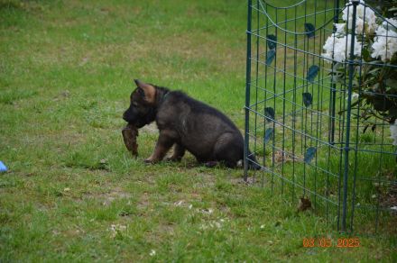 Dunkelgraue Schäferhunde aus Kör-u.Leistungszucht
