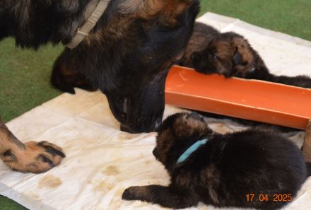 Dunkelgraue Schäferhunde aus Kör-u.Leistungszucht