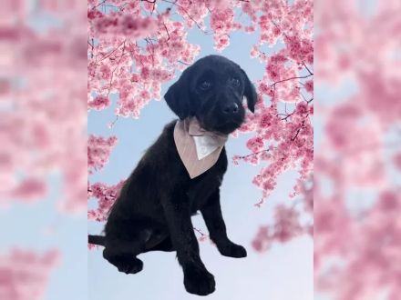 Labradoodle Medium F1 Labrdor Königspudel welpen