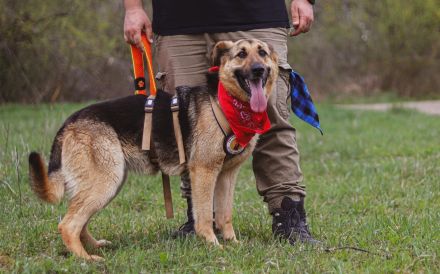 Aktive Familie für kluge Roxy gesucht