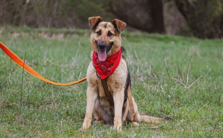 Aktive Familie für kluge Roxy gesucht