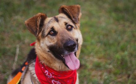 Aktive Familie für kluge Roxy gesucht