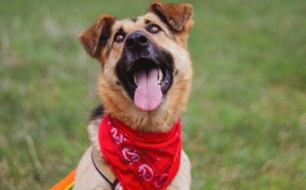 Aktive Familie für kluge Roxy gesucht