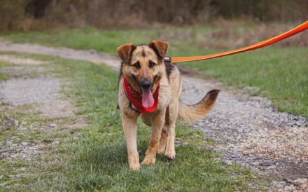 Aktive Familie für kluge Roxy gesucht