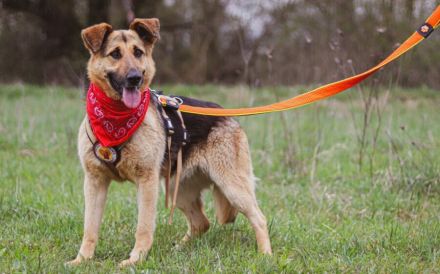 Aktive Familie für kluge Roxy gesucht