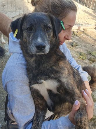 Rusty, verschmuster Junghund möchte endlich seine Familie finden, 1 Jahr, 49 cm