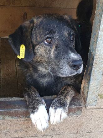 Rusty, verschmuster Junghund möchte endlich seine Familie finden, 1 Jahr, 49 cm