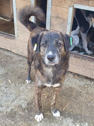 Rusty, verschmuster Junghund möchte endlich seine Familie finden, 1 Jahr, 49 cm