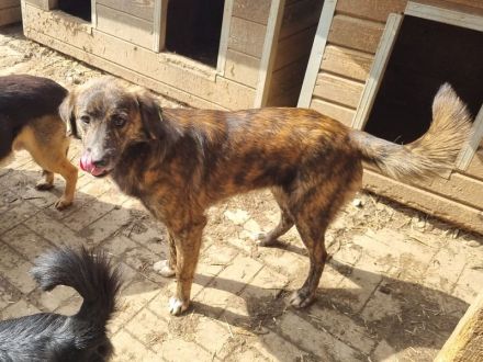 Rusty, verschmuster Junghund möchte endlich seine Familie finden, 1 Jahr, 49 cm