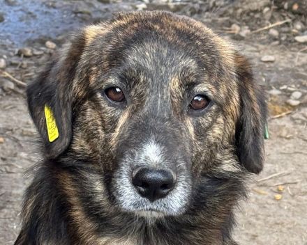 Rusty, verschmuster Junghund möchte endlich seine Familie finden, 1 Jahr, 49 cm