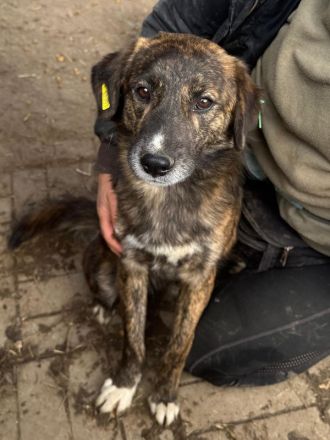 Rusty, verschmuster Junghund möchte endlich seine Familie finden, 1 Jahr, 49 cm