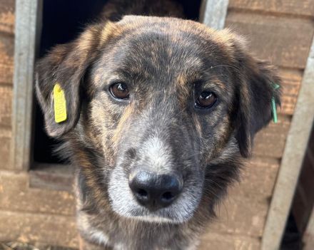 Rusty, verschmuster Junghund möchte endlich seine Familie finden, 1 Jahr, 49 cm