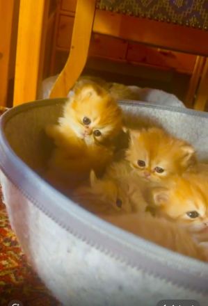 Blh bkh Britisch kurzhaar langhaar