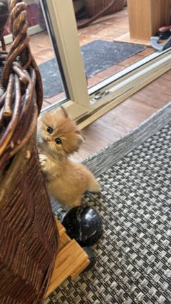 Blh bkh Britisch kurzhaar langhaar