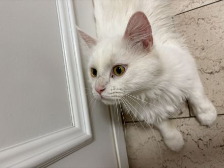 🐾 Wunderschöner Maine-Coon-Kater „Marley“ sucht liebevolles Zuhause! 🏡